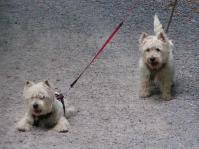 Klik op de foto voor groter formaat